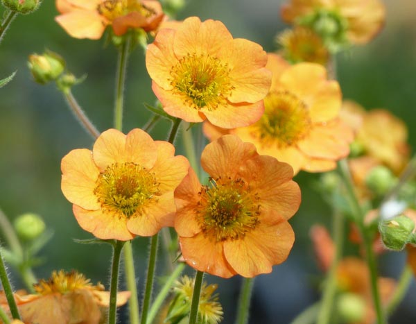 A cariofilada ou Geum: uma encantadora perene a redescobrir!