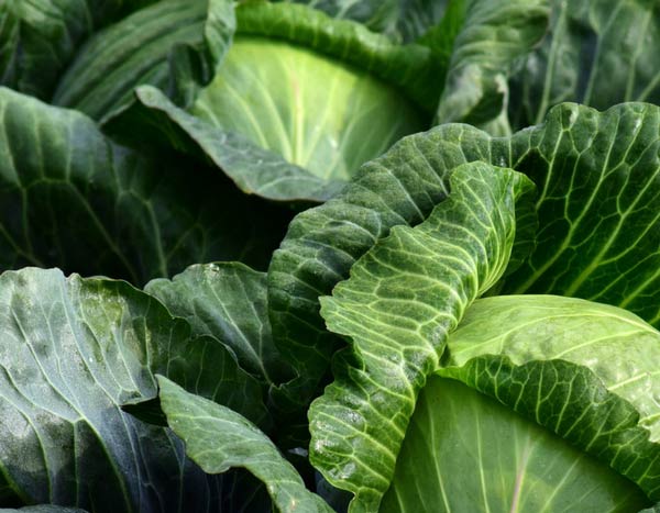 7 legumes para semear no final do verão na horta
