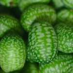 O Cucamelon: uma mini melancia com sabor a pepino