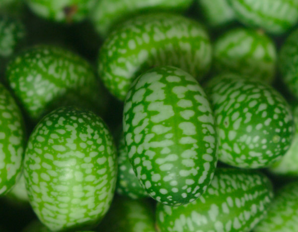 O Cucamelon: uma mini melancia com sabor a pepino