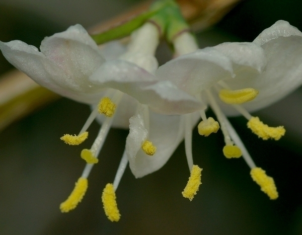 Faz o teu jardim florir no inverno