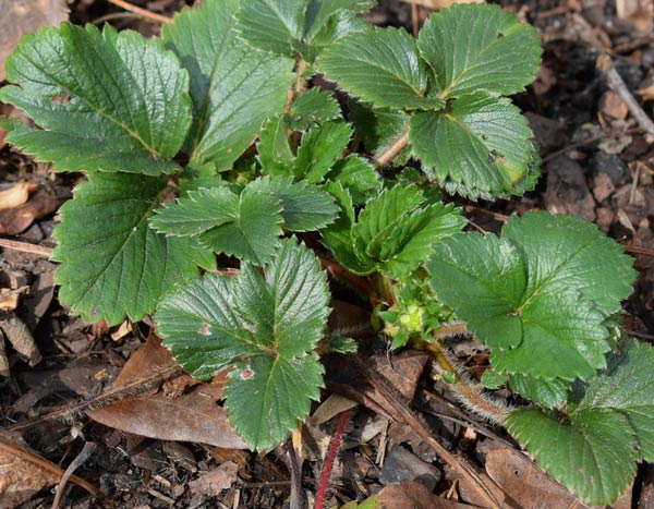 Morangueiros: 3 razões para os plantar no outono