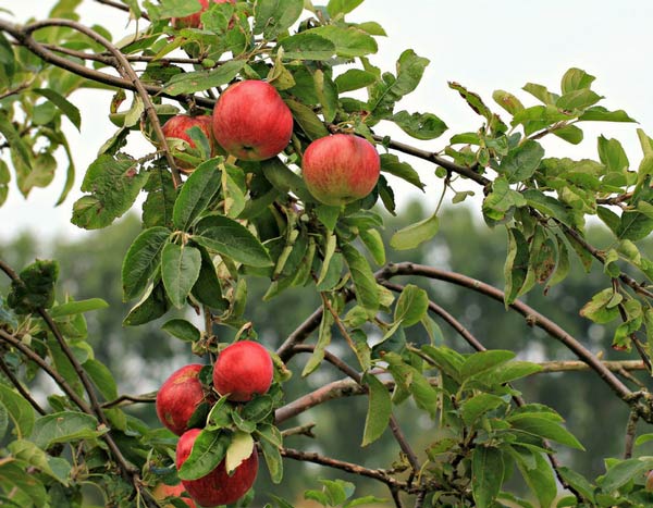 Escolher as tuas árvores de fruto: formas e variedades