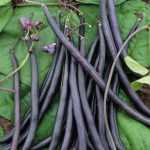 Feijão-verde de rama: 5 boas razões para o cultivar