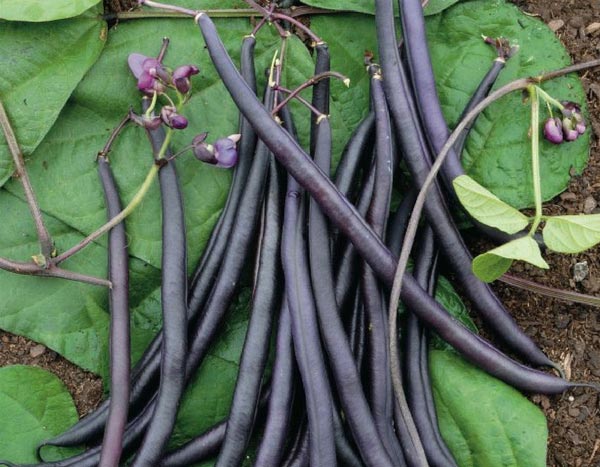 Feijão-verde de rama: 5 boas razões para o cultivar