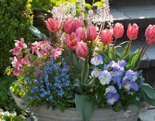 Floreiras de primavera: componha-as em setembro/outubro… agradeça-nos em março!
