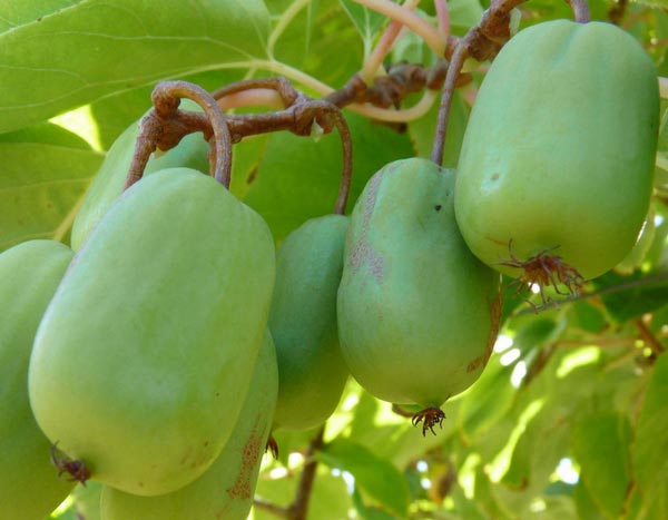 O kiwi-anão: um mini kiwi fofinho para petiscar!