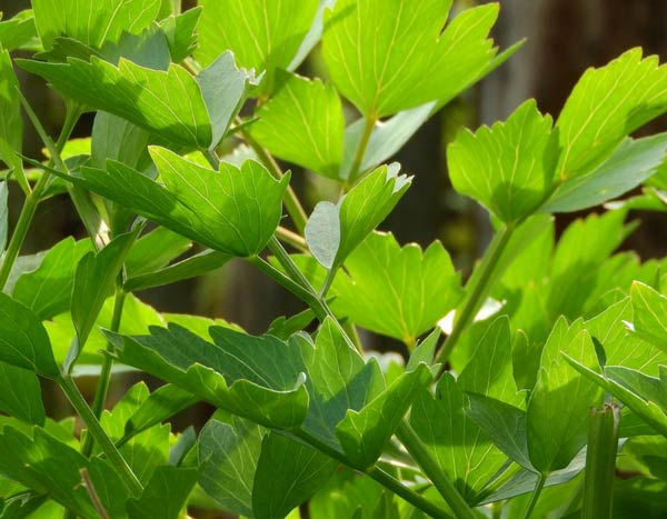 10 legumes perenes ou vivazes para uma horta sustentável e autónoma