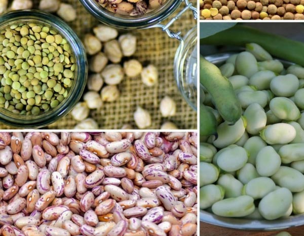 5 boas razões para cultivar leguminosas
