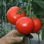 Libertem os tomates! Escolham o seu partido…