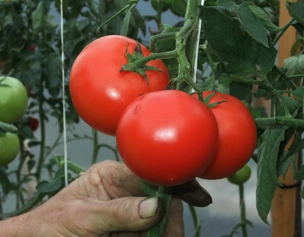 Libertem os tomates! Escolham o seu partido…