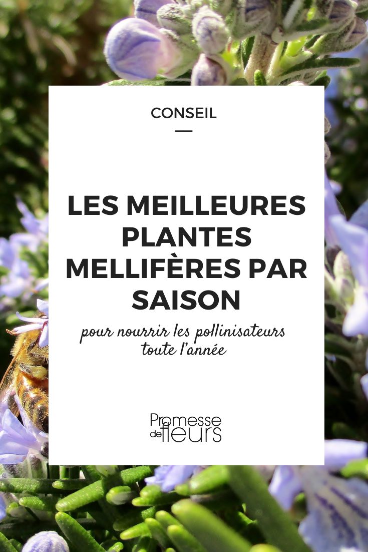 seleção de plantas melíferas para alimentar os insetos polinizadores durante todo o ano