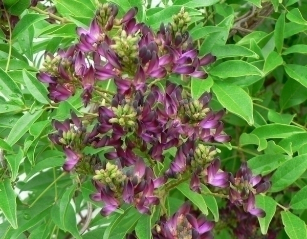 Millettia japonica 'Satsuma': uma trepadeira pouco conhecida a descobrir