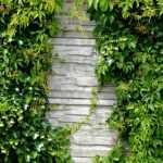 Um muro no jardim: as nossas ideias para o decorar