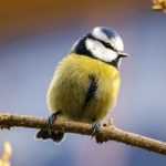 Alimentar as aves do jardim no inverno