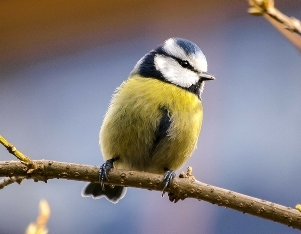 Alimentar as aves do jardim no inverno