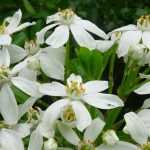 Laranjeira-do-México, Choisya: plantação, poda e cuidados