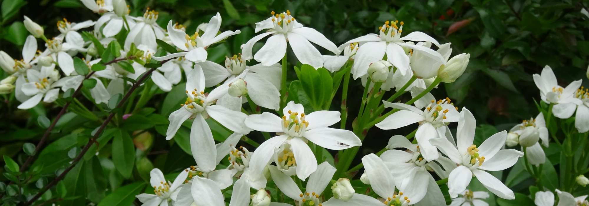 Laranjeira-do-México, Choisya: plantação, poda e cuidados