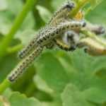 Combater a borboleta-da-couve, na horta biológica