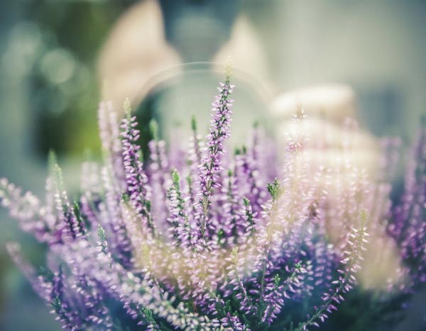 10 dicas para estragar as fotos do seu jardim e das suas flores