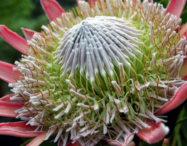 Plantas mediterrânicas: de onde vêm realmente?