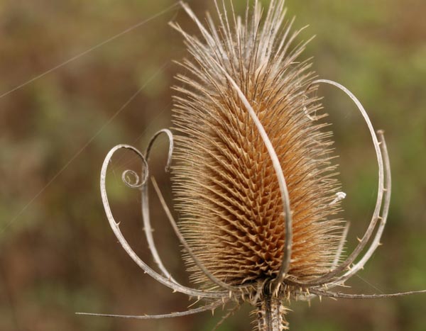 Jardim natural, 5 plantas silvestres notáveis