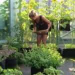 Horta na varanda: 15 mini-legumes perfeitamente adaptados