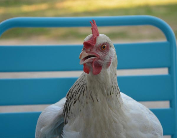 Galinhas no jardim: o que plantar no cercado?