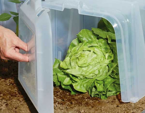 Horta: proteger semeaduras e culturas do frio