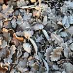 A horta no inverno: 4 gestos para proteger o solo e preparar a terra