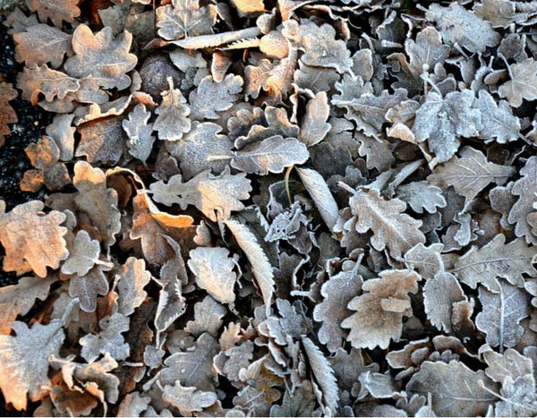 A horta no inverno: 4 gestos para proteger o solo e preparar a terra