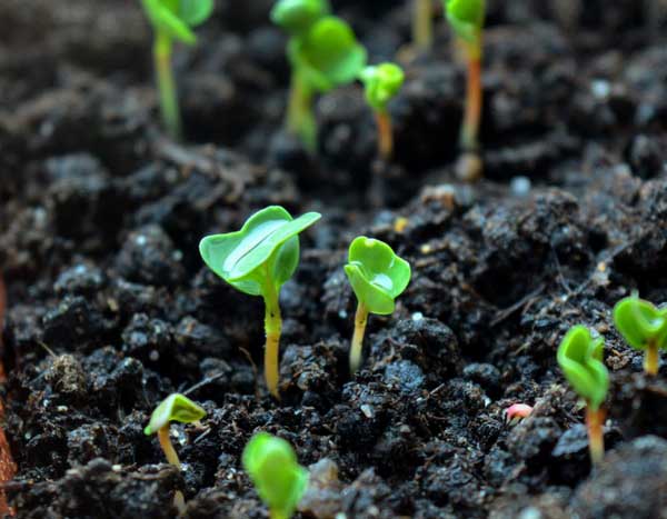 Legumes: Sementes biológicas, híbridos F1 ou sementes convencionais... O que escolher?