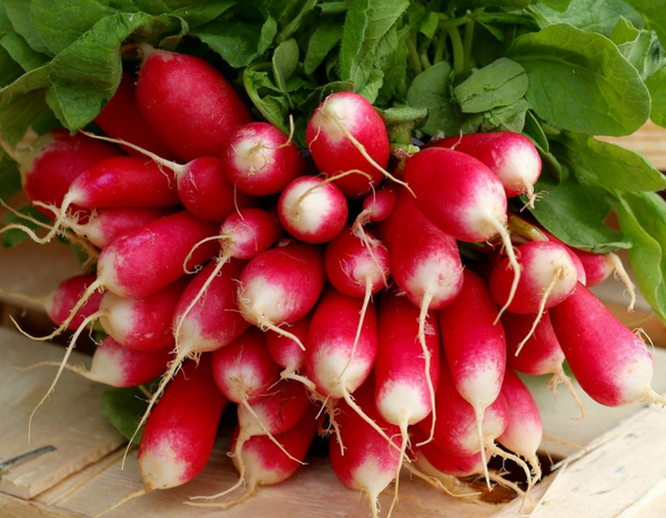 10 rabanetes de primavera e verão para semear quase todo o ano