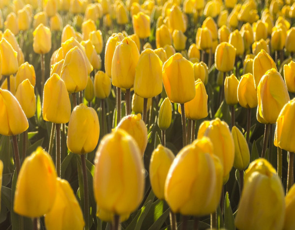 Como estragar as suas tulipas em 5 lições