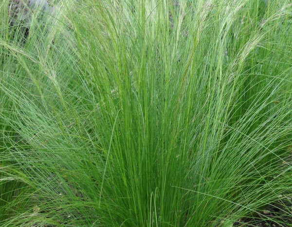 Gramíneas: Cabelos-de-anjo (Stipa tenuifolia) — o que fazer com elas?