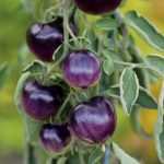10 tomates raros ou originais que vão impressionar os teus amigos