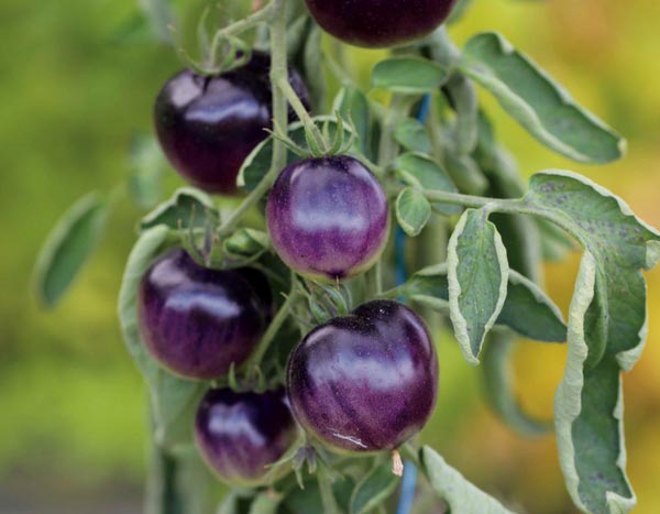 10 tomates raros ou originais que vão impressionar os teus amigos