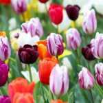Tulipas: como escolhê-las bem em 3 pontos?