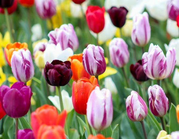 Tulipas: como escolhê-las bem em 3 pontos?