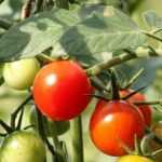 Tutelar os tomates