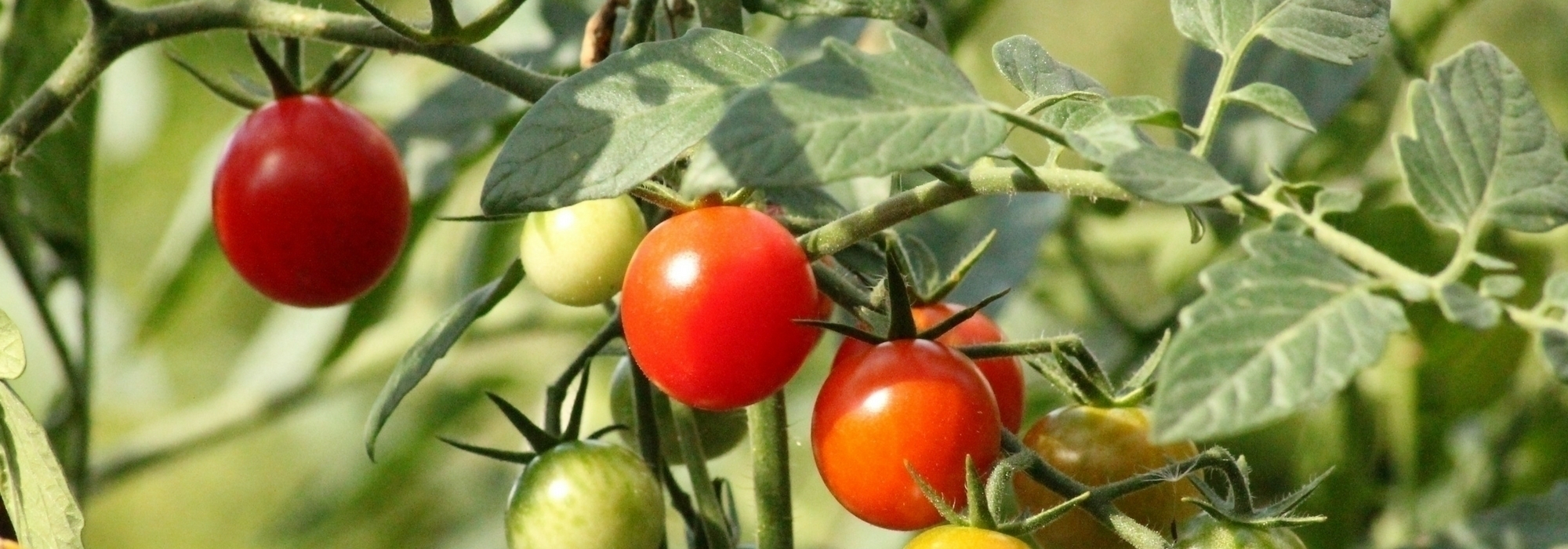 Tutelar os tomates