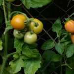 Construir uma gaiola para tomates - Tutorial