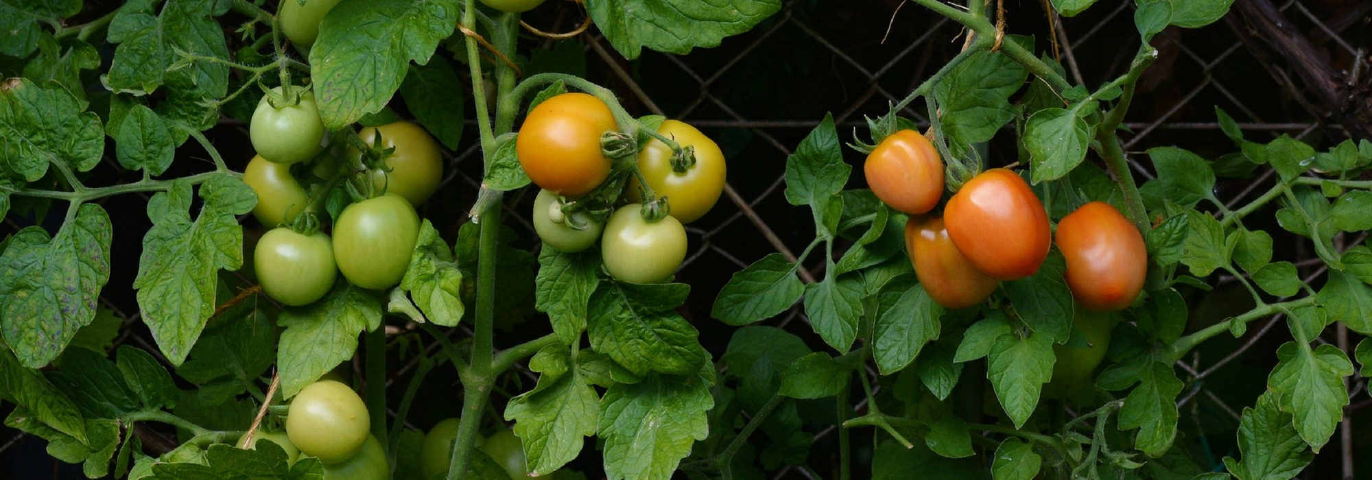 Construir uma gaiola para tomates - Tutorial