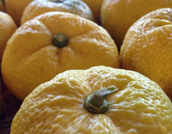 O Yuzu: um citrino japonês muito procurado