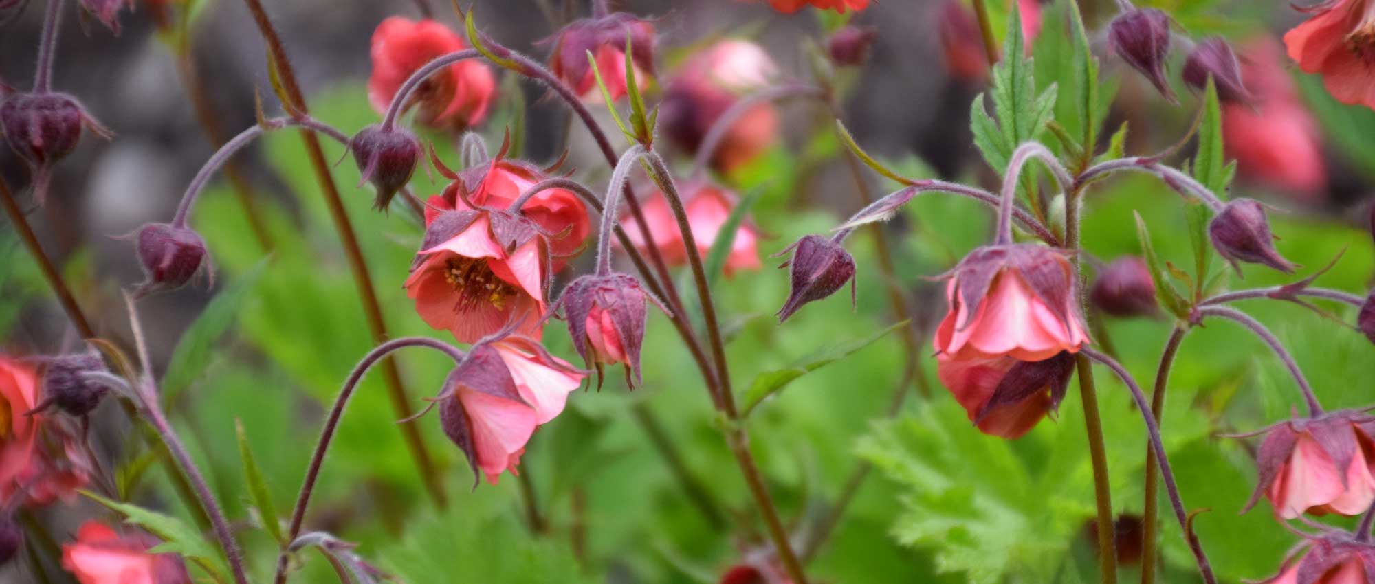 As Cariofiladas ou Geum: plantar, cultivar e tratar