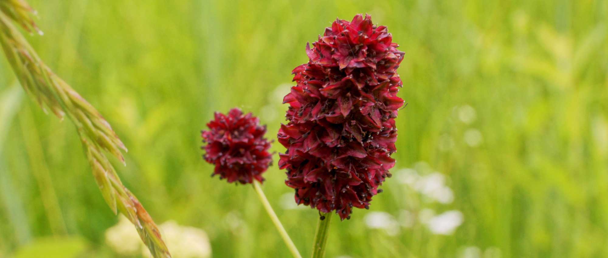 A Pimpinela-menor ou pimpinela: plantação, cultivo e cuidados