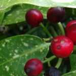 Aucuba: plantar, podar e cuidar
