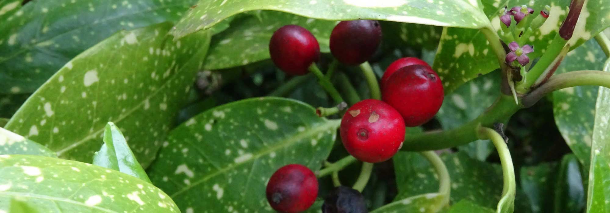Aucuba: plantar, podar e cuidar
