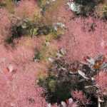 Cotinus, árvore-da-peruca: plantar, podar, cuidar