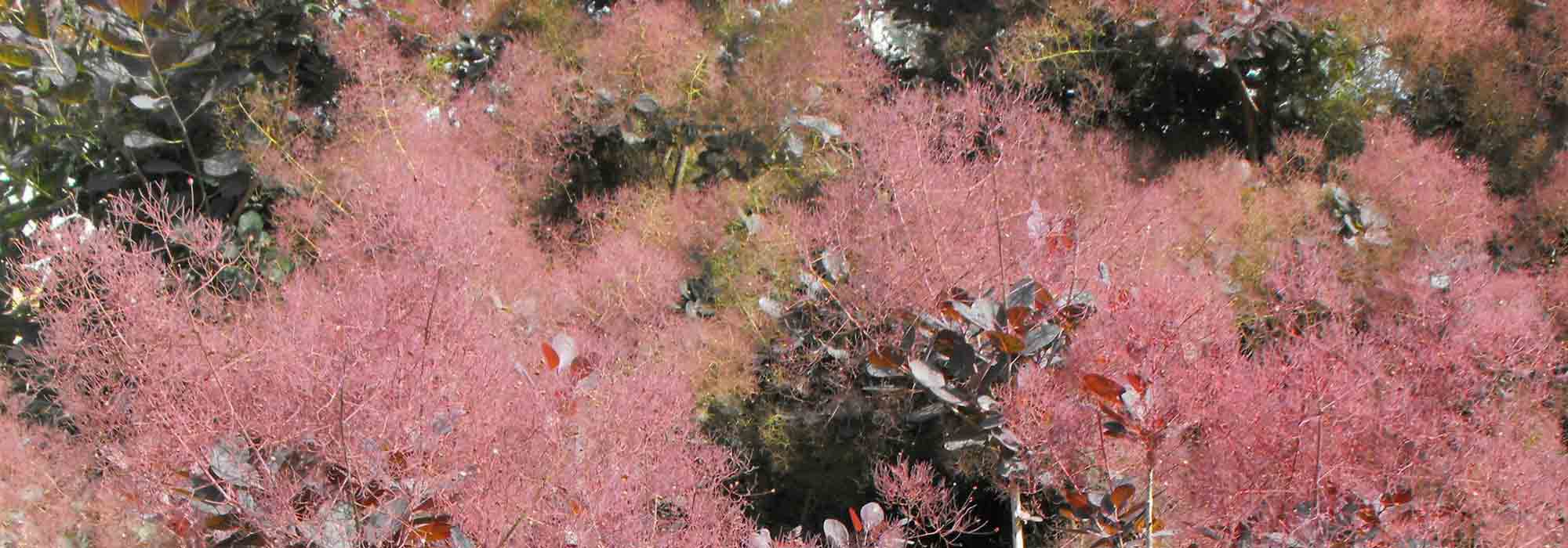 Cotinus, árvore-da-peruca: plantar, podar, cuidar